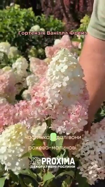 Гортензія волотиста Ванілла Фрейз/Ренні - Hydrangea paniculata V