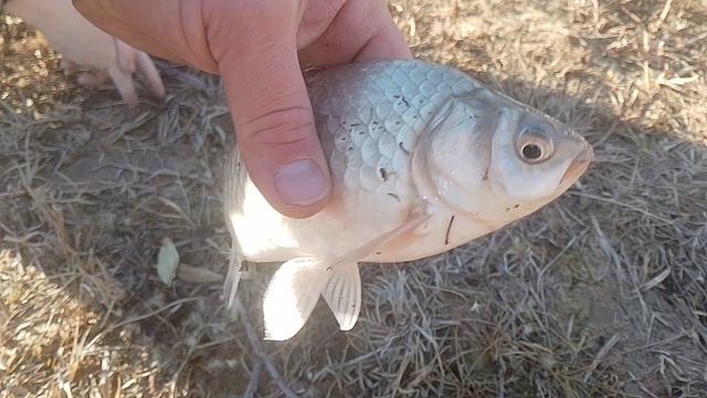 Поймал огромного карася в луже на червя.Рыбалка в Бишкеке в Киргизии. Отдых развлечения