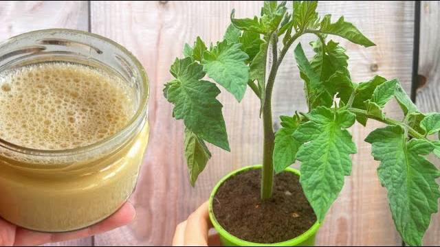 🌿 РАССАДА из СЛАБОЙ в ЖИРНЕНЬКУЮ за 2 ДНЯ! ПОЛИЛА и САМА НЕ ОЖИДАЛА ТАКОГО ЭФФЕКТА!
