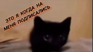 #stream #россия #cat #кот #duet #catlover #2024 #2023 #2022 #2021 #2020 #2019 #001 #акт