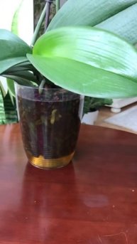 Когда и каким способом поливать орхидеи, #поливорхиде?