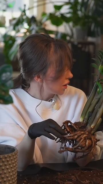 ЛАБИЗИЯ В ПОДАРОК И РЕАНИМАЦИЯ ЗЕНЗИ🪴#комнатныераст?