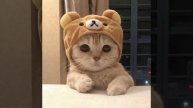 а вы любите котиков