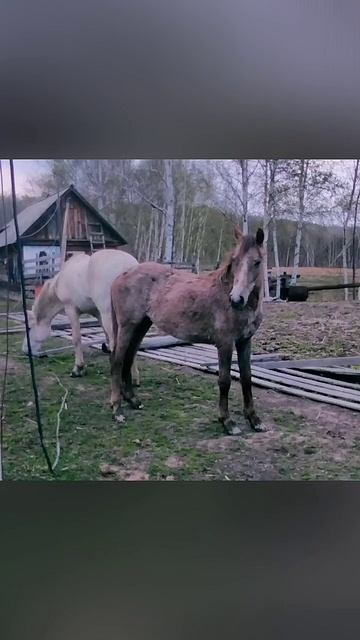 Кобылка двухлетка на продаже