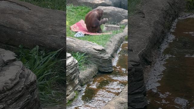 🐒