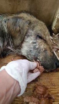 Тбилиси 🇬🇪 Грузия Приют Тамаза Элизбарашвили 🐕💌?