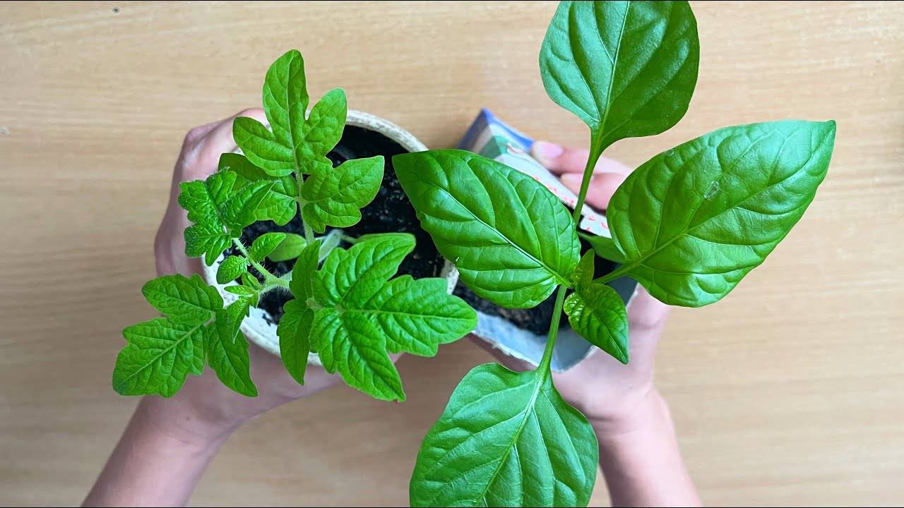 🌱 ВСЕГО 1 ЛОЖКА – И ЛЮБАЯ РАССАДА БУДЕТ ТОЛСТЫМ КРЕПЫШОМ В 2025! 🌱