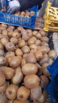 Ясер Эршад Трейдинг упаковки киви на экспорт, номер What