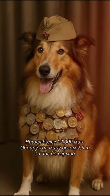 Четвероногие герои ВОВ #Shorts