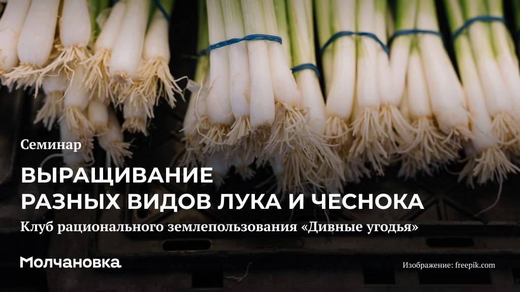4 сезон 15 семинар. Выращивание разных видов лука и чеснока