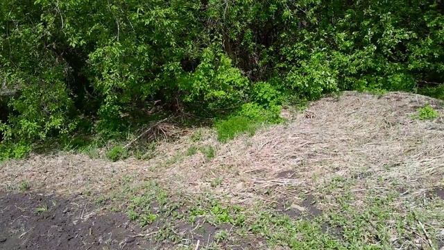 Полив, профилактическая обработка по листу и другие работы