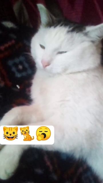 лучше буду есть шаурму #мурзик #кот ##коментари #юмор #п?