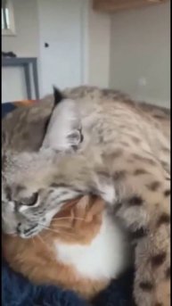 #котики #рек подписка лайки 🧡🧡🧡