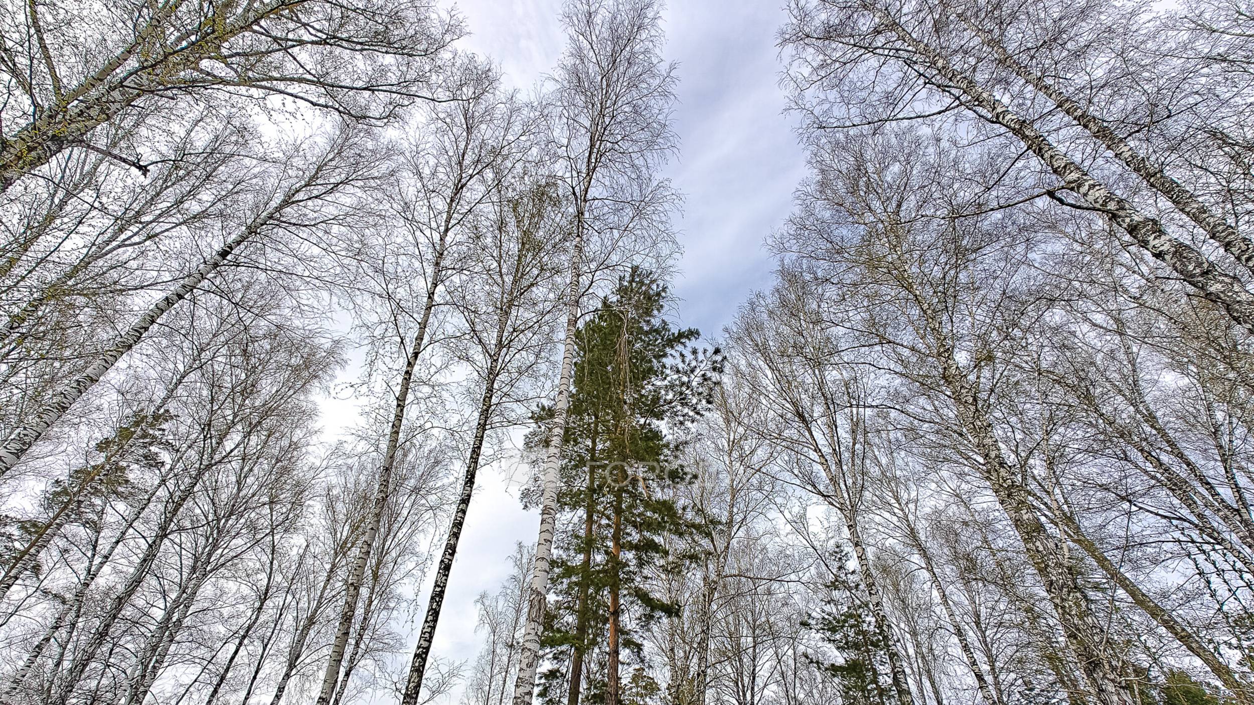 Голубичная ул.