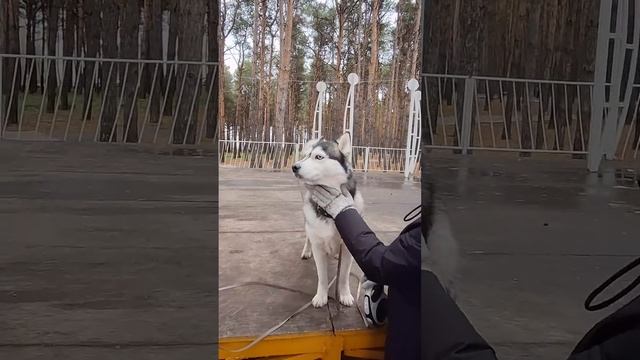 #собака #собаки врать не умеют #❤️#собака друг человек