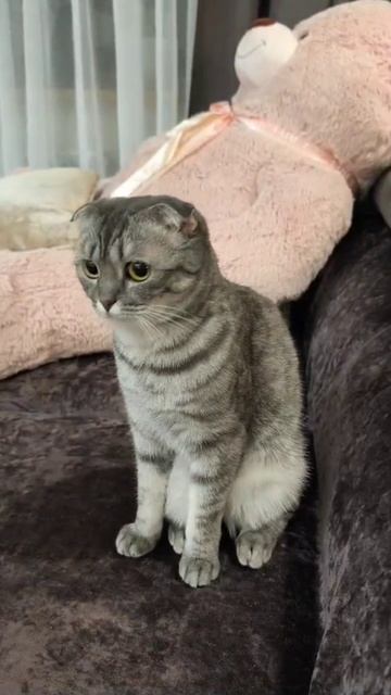 Котапризрок