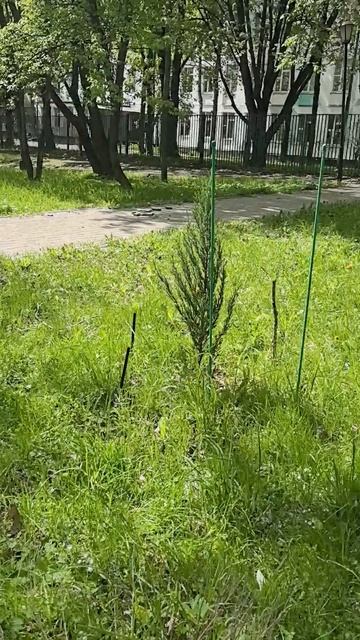 посадили в саду тую