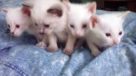 Тайские котики рождённые17.04.25