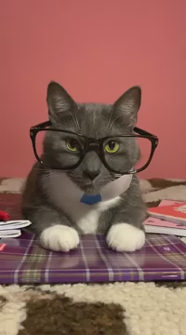 ЕСЛИ БЫ КОТИКИ ХОДИЛИ В ШКОЛУ 😺