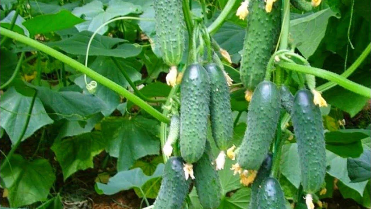 🥒 ТОЛЬКО ЭТИ ОГУРЦЫ ПОСАЖУ В 2024 ГОДУ! НЕ ТРЕБУЮТ УКРЫТИЯ, МОРОЗОУСТОЙЧИВЫЕ И МЕГАУРОЖАЙНЫЕ! 🌿