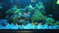 Морской аквариум 80 литров