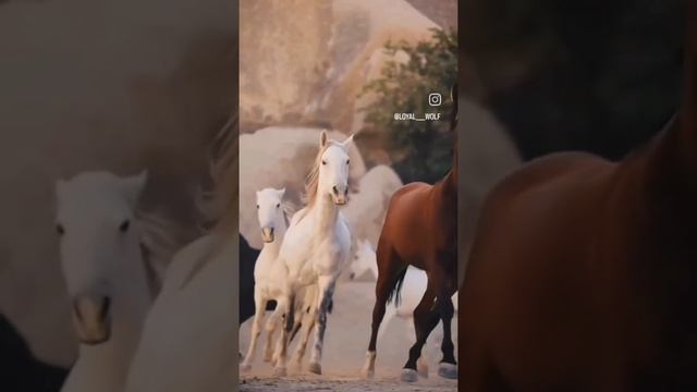 AzizA.Хореземская песня Kaytma(Не отрекайся)