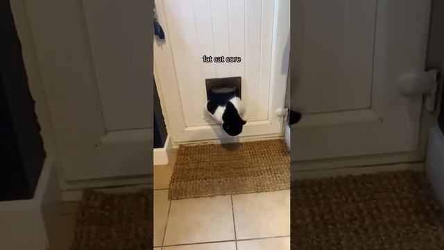 Обыденность жирных котиков