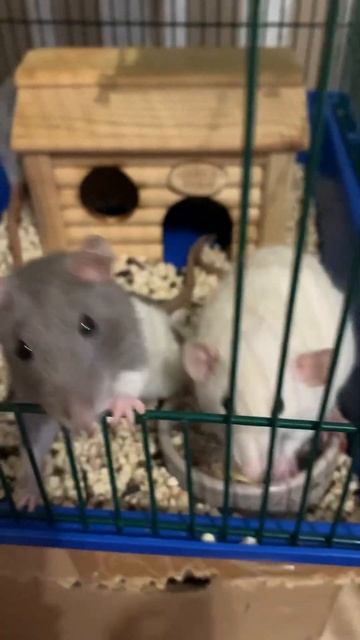 Едят сушёный Банан 🍌 #rats #крысята #наяниямилка