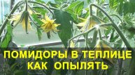 ПОМИДОРЫ В ТЕПЛИЦЕ. как Опылять и что Делать если НЕТ ЗАВЯЗИ