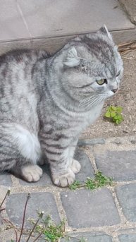 Кот Ясон выслеживает невесту😎