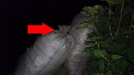 Страшные видео с жутким существом похожее на демона | Черт настоящий