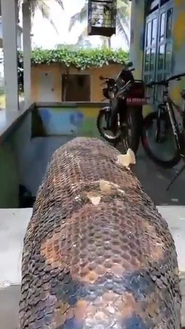🐍 Самая длинная змея планеты

Сетчатый питон - вид питона, обитающий в Южной и Юго-Восточной Азии.
