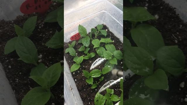 Черенки 🌱мет.гортензии 🌸