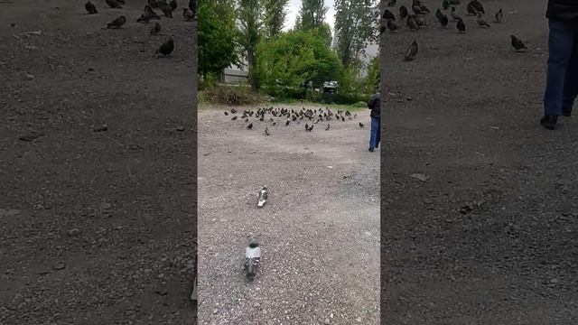 EASY ARABIC.Легко! PersonalMETHOD🐪 Egyptian Египетский диалект🐪 Feed pigeons Накормить голубей