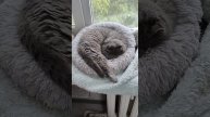 Важный день, часть 2