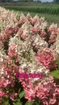 #hortensia #hydrangea #hydrangeaflower #гортензия #pinkywinky #садгортензий #?