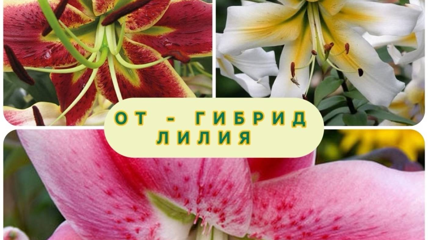Сажаю ОТ-Гибриды ЛИЛИИ