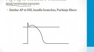 Cardiology - 4. Arrhythmias - 1.Cardiac Action Potentials atf