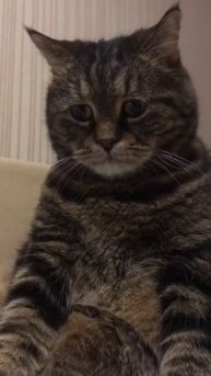 Кот базалик грустит