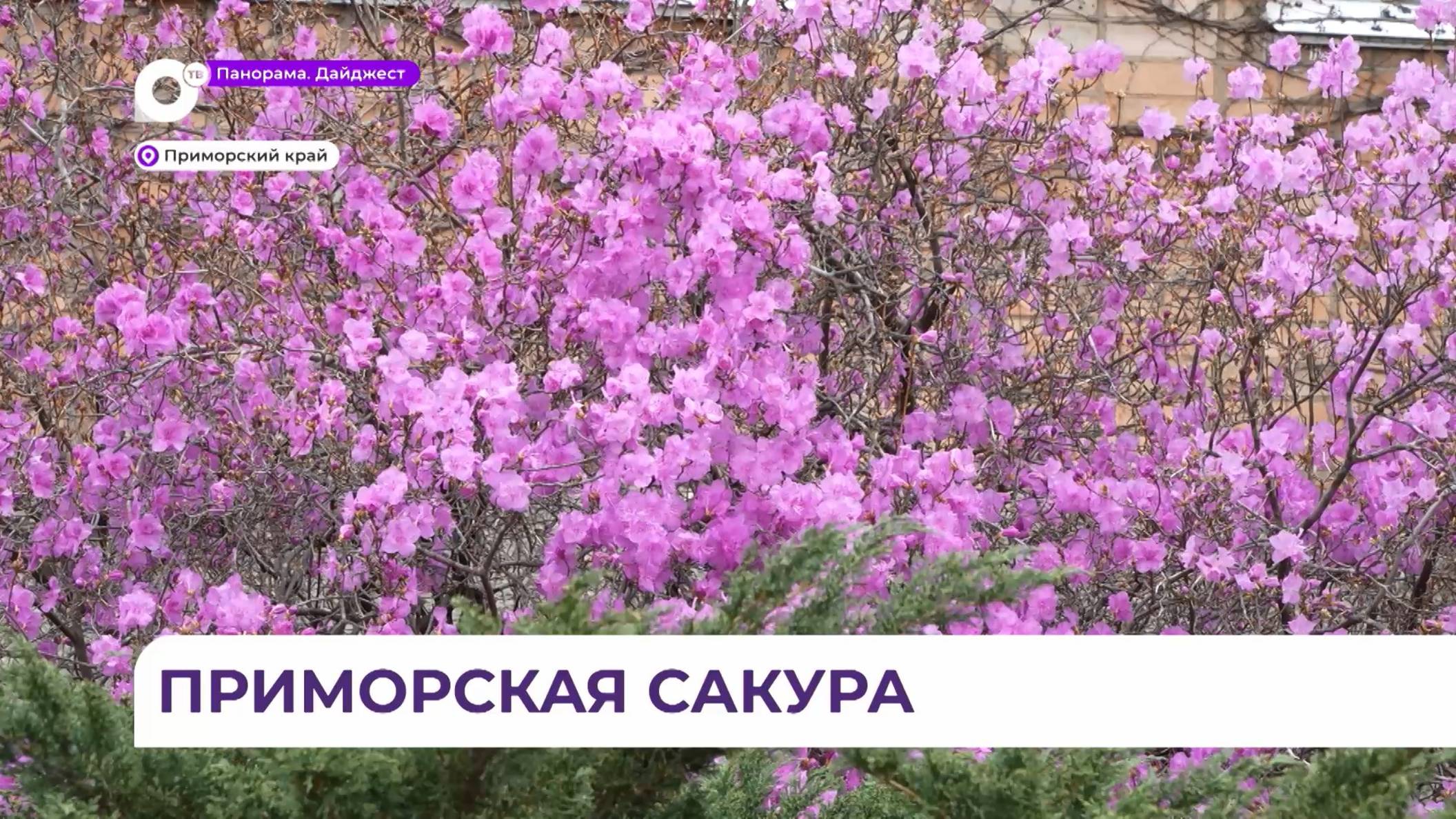 Приморье тонет в лиловом цвете – рододендрон принёс настоящую весну