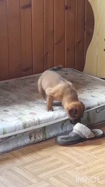 Маленькая кнопочка из нашего приюта ищет дом.