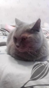 котик
