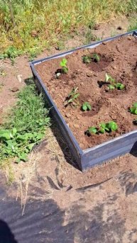 Сажаю клубнику!🍓🍓🍓