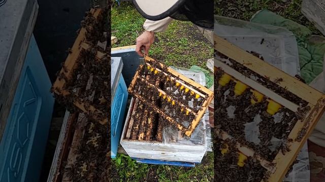 Работа с семьёй-стартёром в холод.