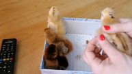 Как определить пол цыплёнка в суточном возрасте.