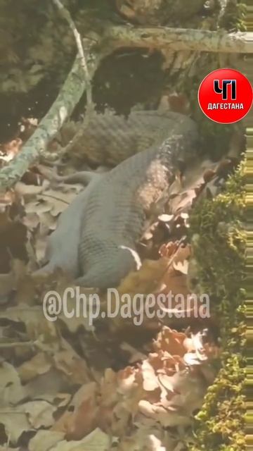 замечена в Дагестане