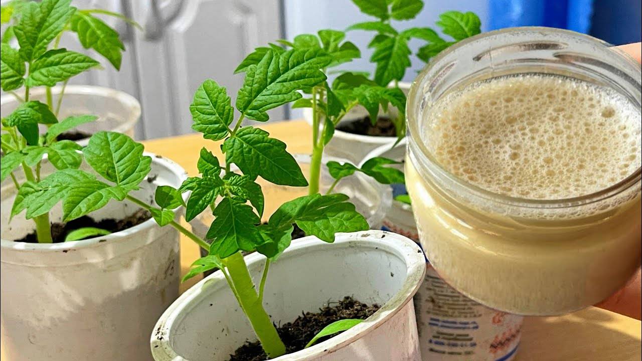 🌱 ДЛЯ РОСТА КОРНЕЙ И ОТ ВЫТЯГИВАНИЯ РАССАДЫ, САМАЯ ВАЖНАЯ ПОДКОРМКА ДЛЯ ТОМАТОВ, ПЕРЦЕВ, ОГУРЦОВ!