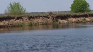 Лось на рыбалке.