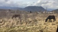 Кони в горах Адыгеи. Каменномостский.