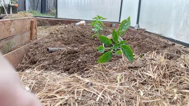 10 мая начало положено. Они уже вылупаются. 🐣🐣